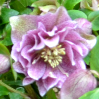Hellebore double pink spotted - abriachan nurseries loch ness side